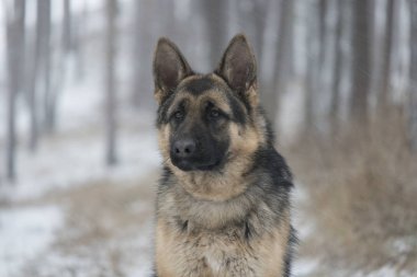 Yetişkin köpek yürüyüş 