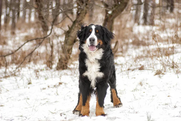 Bernese cão de montanha ao ar livre — Fotografia de Stock