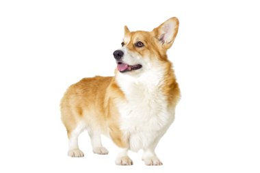sevimli yerli köpek