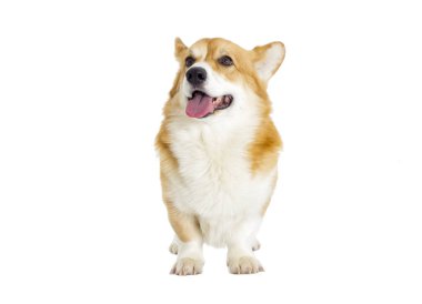 sevimli yerli köpek 