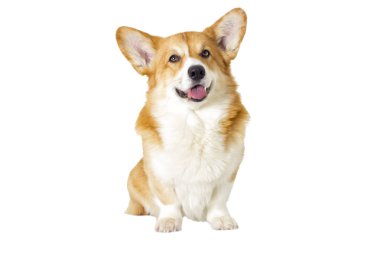 sevimli yerli köpek