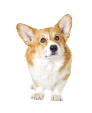 sevimli yerli köpek