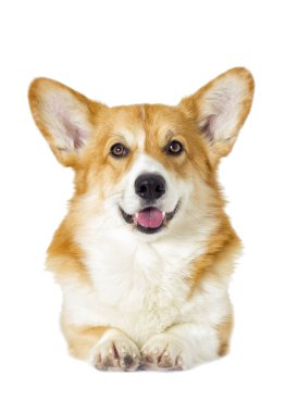 Yerli beyaz köpek arıyorum 