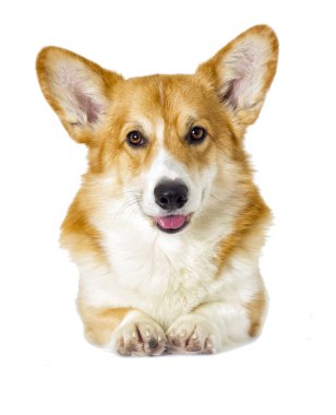 Yerli beyaz köpek arıyorum 