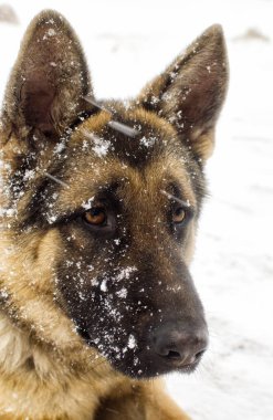 Yetişkin köpek yürüyüş