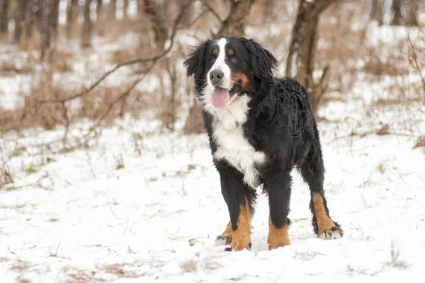 Passeio de cão em passeio de inverno — Fotografia de Stock