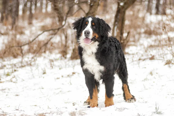 kış yürüyüşünde yürüyen köpek