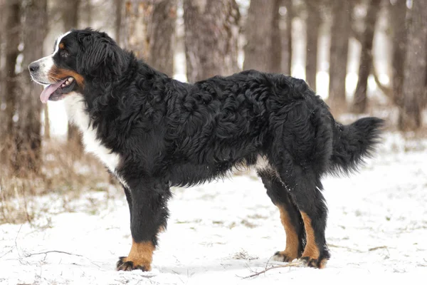 kış yürüyüşünde yürüyen köpek