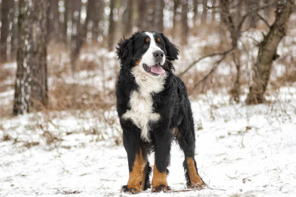 Passeio de cão em passeio de inverno — Fotografia de Stock