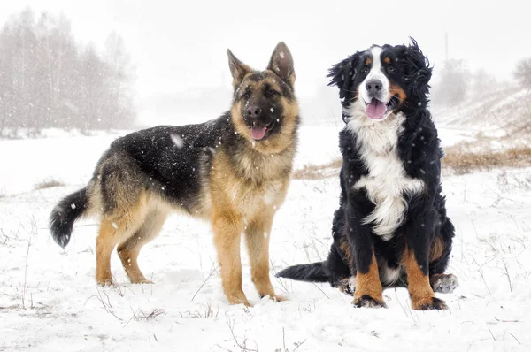Домашние собаки в снегу — стоковое фото