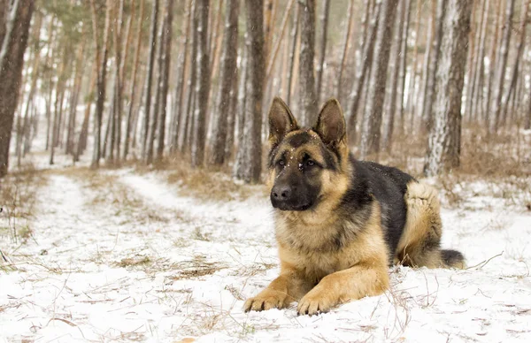 Cão pastor adulto em uma caminhada de inverno — Fotografia de Stock