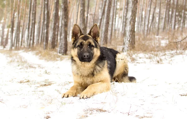 Dog on a winter walk — Stock Photo, Image