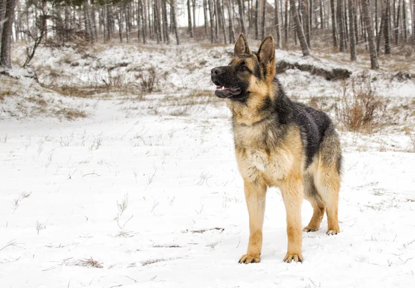 Adult sheepdog walk — Stock Photo, Image