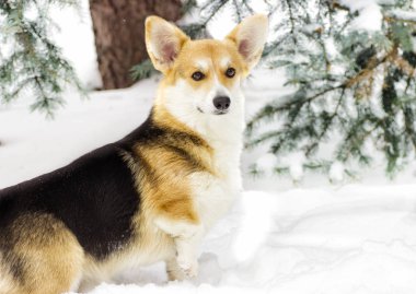 Köpek kış yürüyüşüne çıktı.