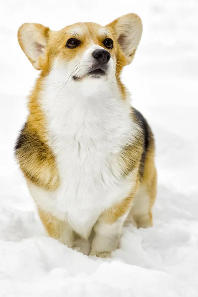 Perro en un paseo de invierno —  Fotos de Stock