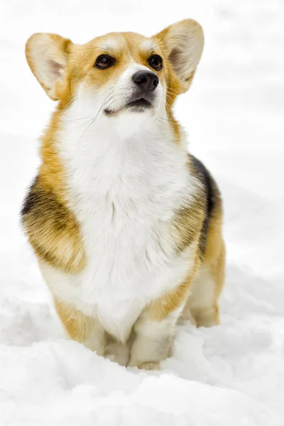 Chien en promenade hivernale — Photo