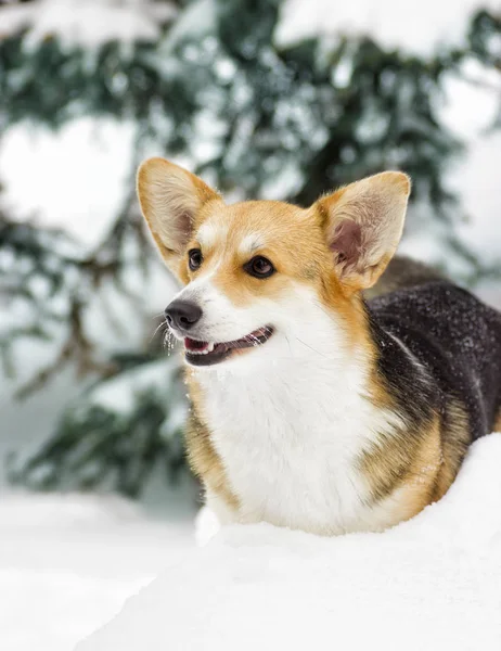 Dog on a winter walk — Stock Photo, Image