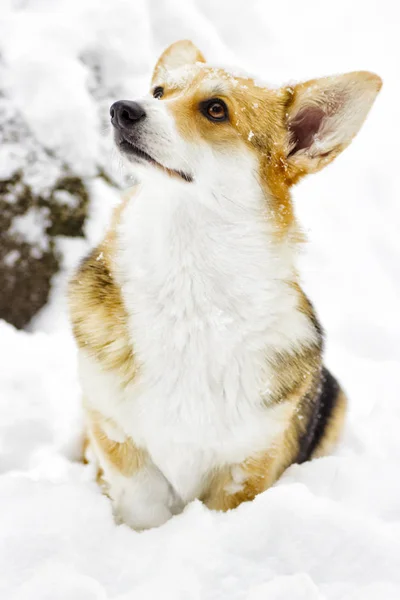 Cane in una passeggiata invernale — Foto Stock