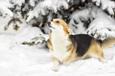 Köpek kış yürüyüşüne çıktı.