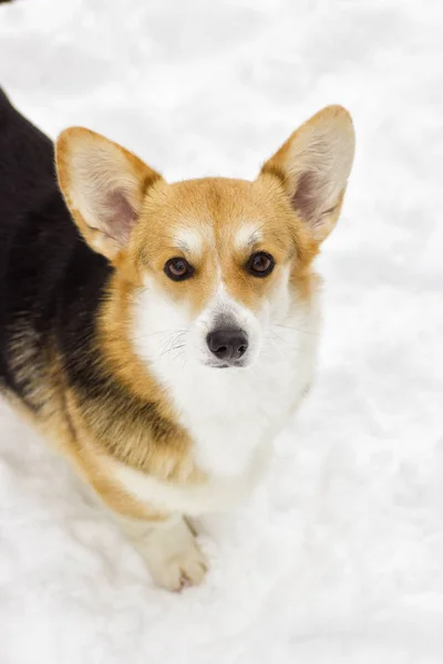 Dog on a winter walk — Stock Photo, Image