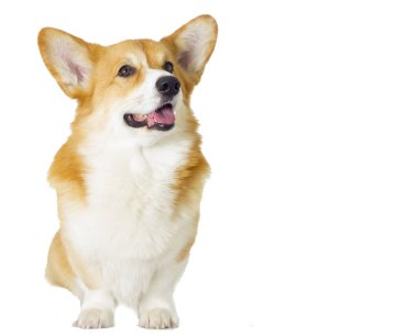 sevimli yerli köpek
