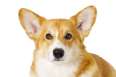 sevimli yerli köpek