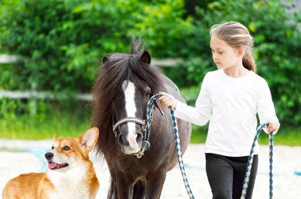 Kind mit Ponys und Hund spazieren — Stockfoto