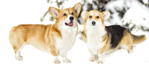 Cães domésticos na neve — Fotografia de Stock