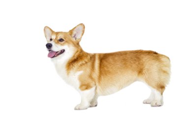 sevimli yerli köpek 