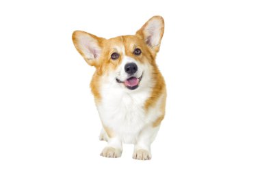 sevimli yerli köpek 