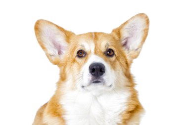 sevimli yerli köpek 