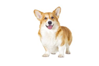 sevimli yerli köpek 