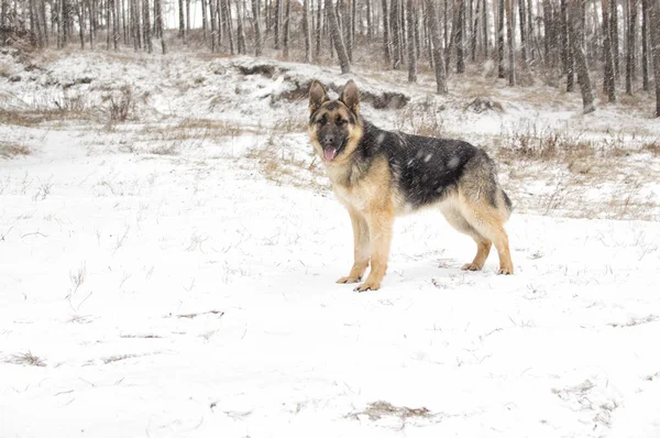 Cão em uma caminhada de inverno — Fotografia de Stock