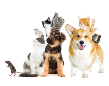 Evcil hayvan tarafına arıyoruz