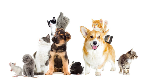 Pets are looking to the side