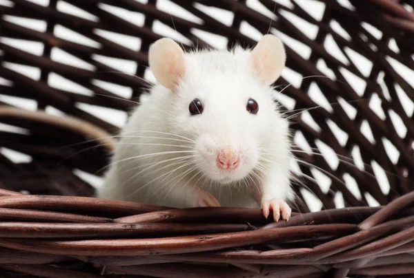 Sepet içinde sevimli fare — Stok fotoğraf