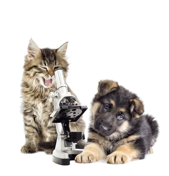 Kitten Puppy Microscope — Stock Photo, Image