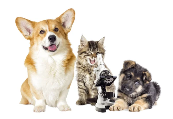 Kitten Puppy Microscope — Stock Photo, Image