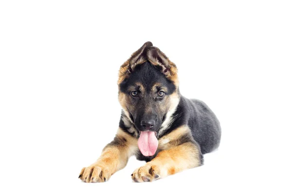 Schäferhund-Welpe — Stockfoto