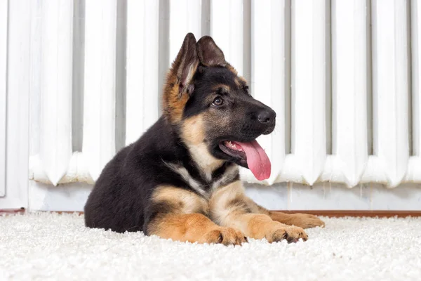 ふわふわの絨毯にシェパードの子犬 — ストック写真