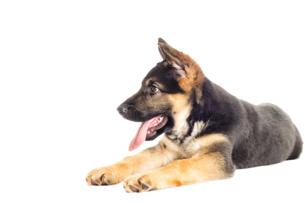 Inhemska herdepuppy — Stockfoto