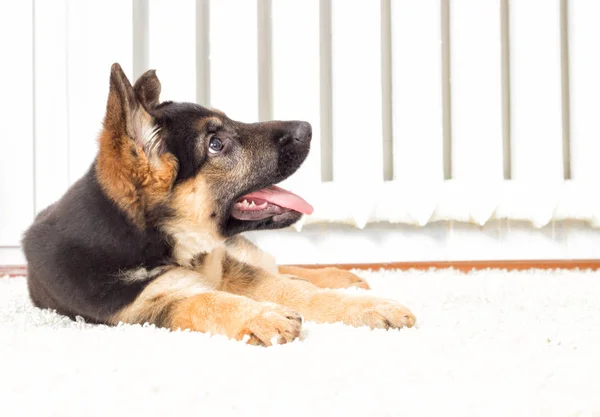 ふわふわの絨毯にシェパードの子犬 — ストック写真