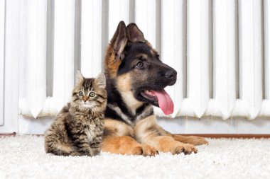 Çoban köpek ve kedi yavrusu