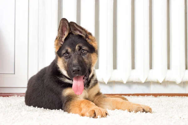 ふわふわの絨毯にシェパードの子犬 — ストック写真