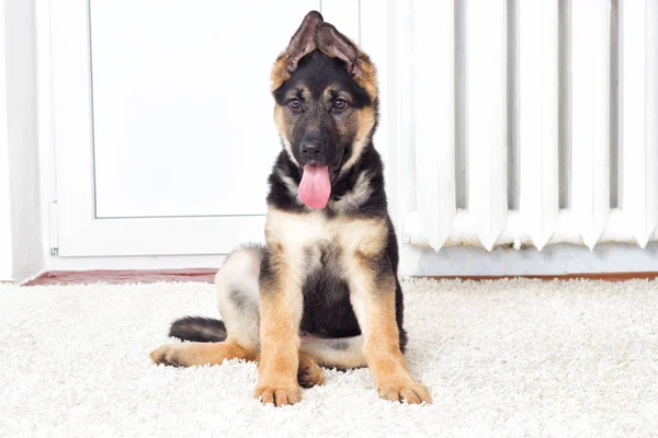 Shepherd puppy on a fluffy carpet — Stock Photo, Image