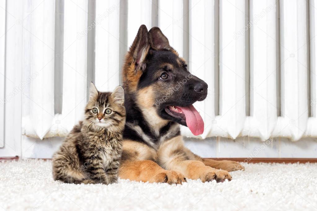 Shepherd puppy and kitten