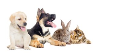 Köpek yavrusu, kedi yavrusu ve tavşan beyaz arka plana bakıyor.