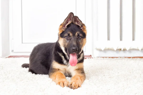 ふわふわしたカーペットの上の子犬 — ストック写真