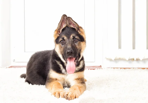 Cachorro en una alfombra esponjosa —  Fotos de Stock