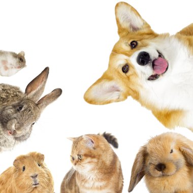 Evcil hayvanların kümesi 